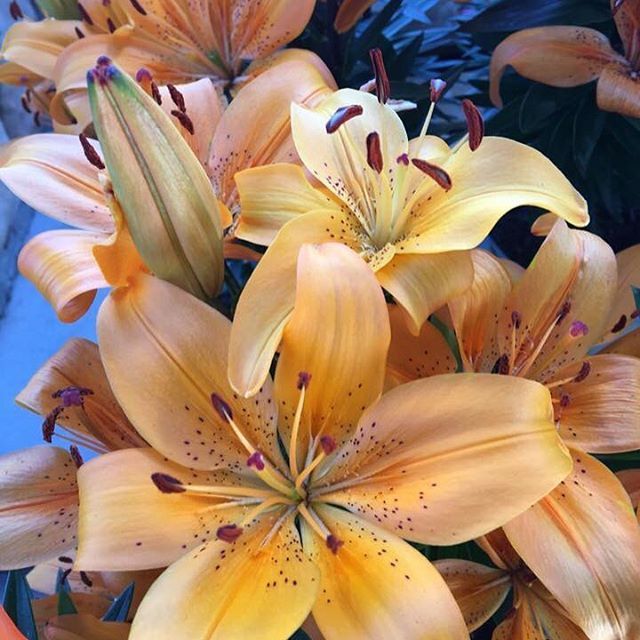 Instagram Photo Contest: "Spring in Napa Valley"